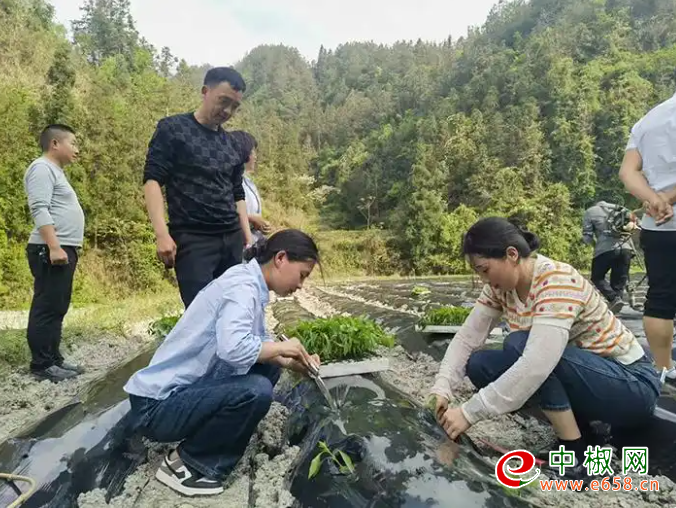 辣椒